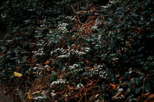 Foto d'estoc gratuïta de branques, caure, de fulla perenne