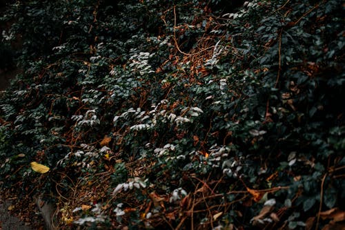 View of a Green Shrub in Autumn 