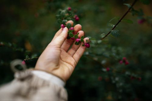 Free Close-up of a hand gently touching chenault coralberry berries on a shrub outdoors in natural light. Stock Photo