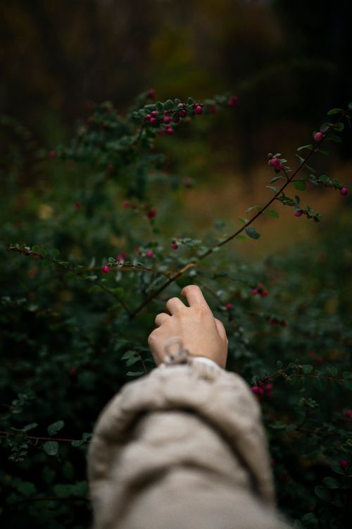 Free A hand reaching for red berries on a branch in a lush autumn setting. Stock Photo