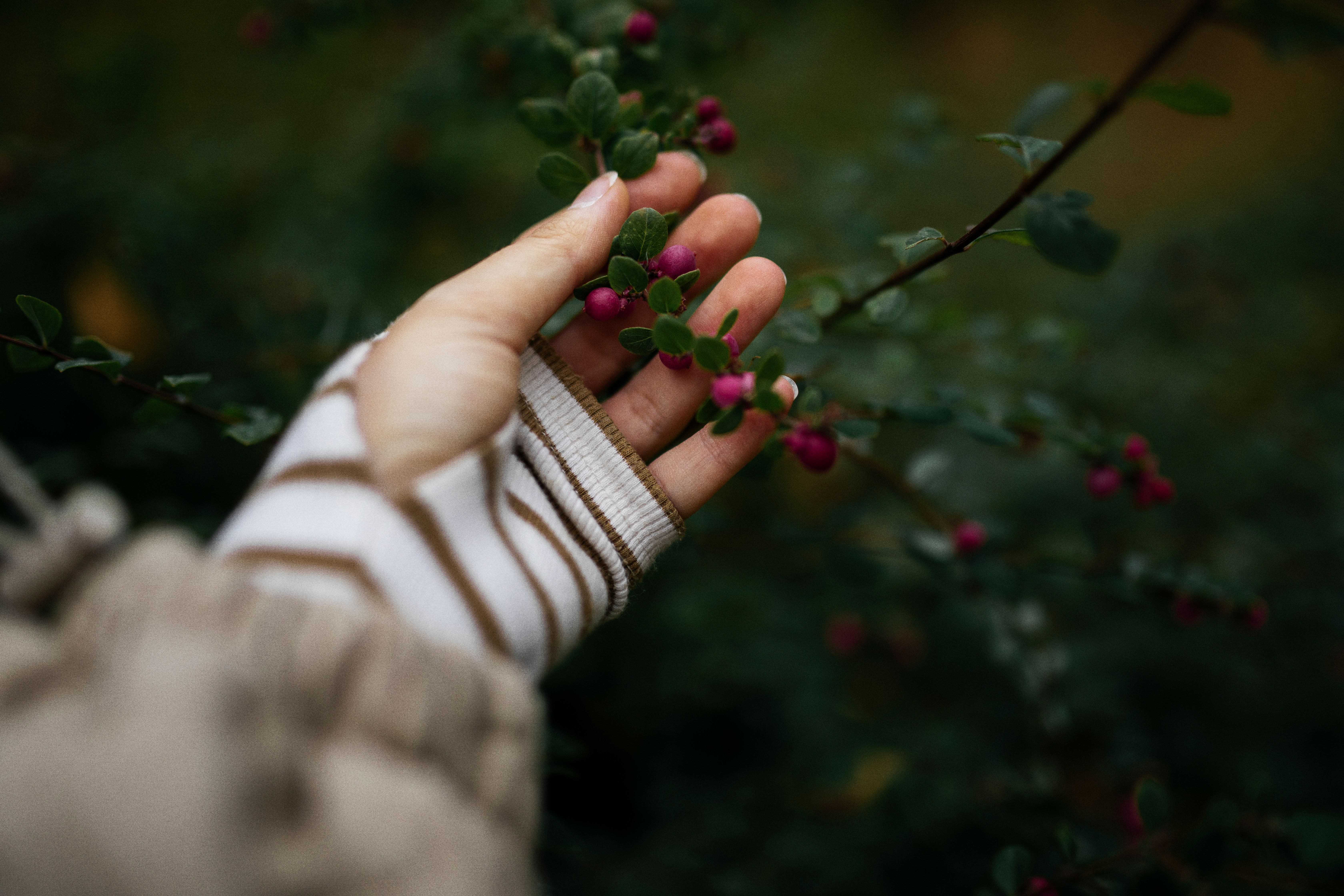 berries that start with m, The M Berries People Reach For First