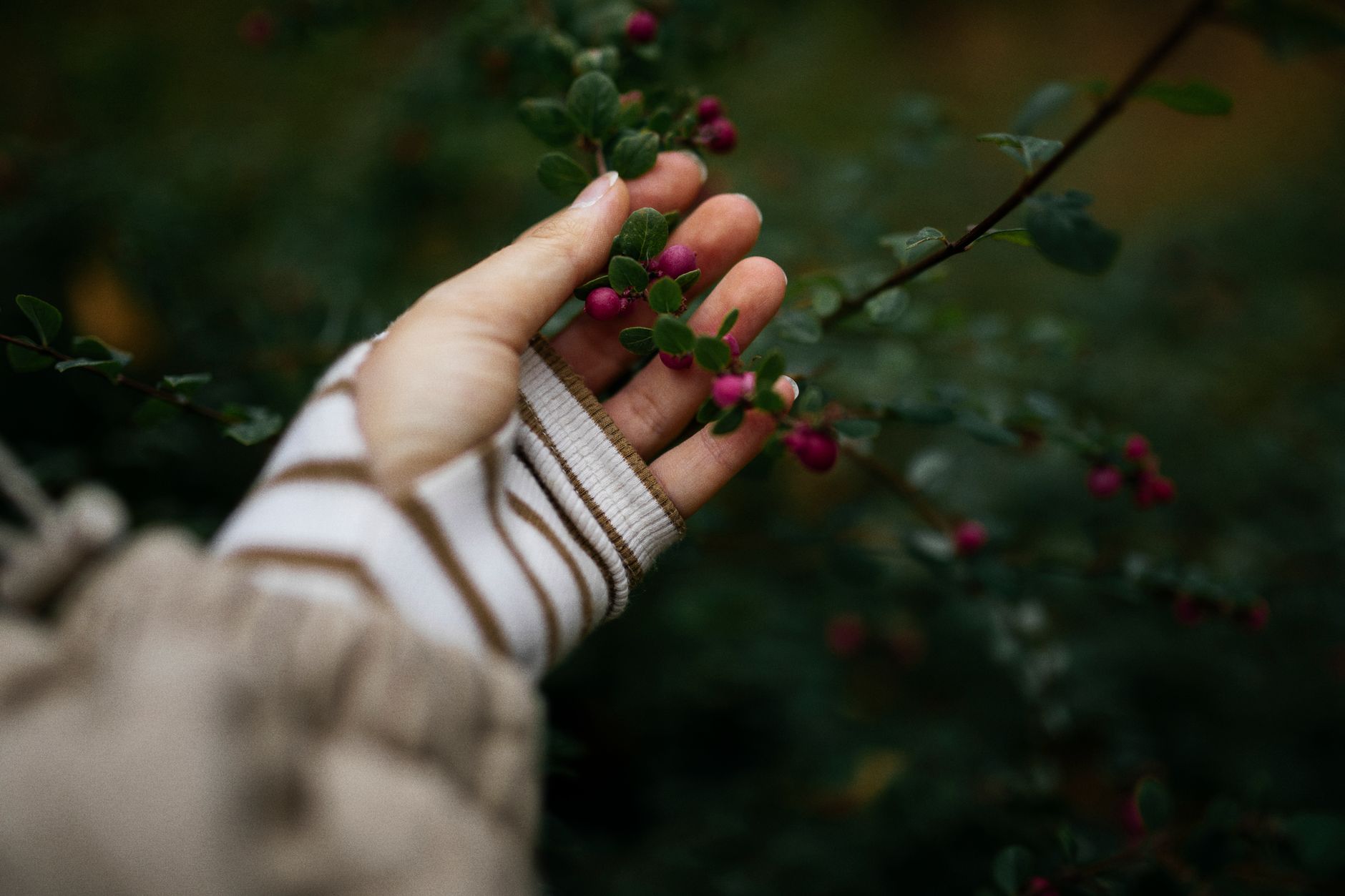 berries that start with m, The M Berries People Reach For First berries that start with m, The M Berries People Reach For First