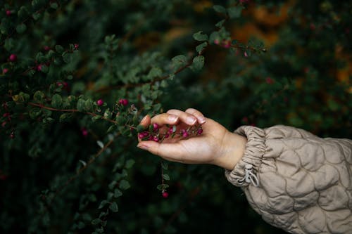 Close-up of a Person Touching a Shrub with Red Berries 