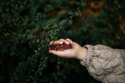 Free Close-up of a hand gently touching Chenault Coralberry shrub in an outdoor setting. Stock Photo