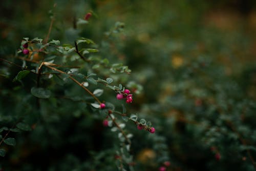 Close-up of a Chenault Coralberry Shrub 