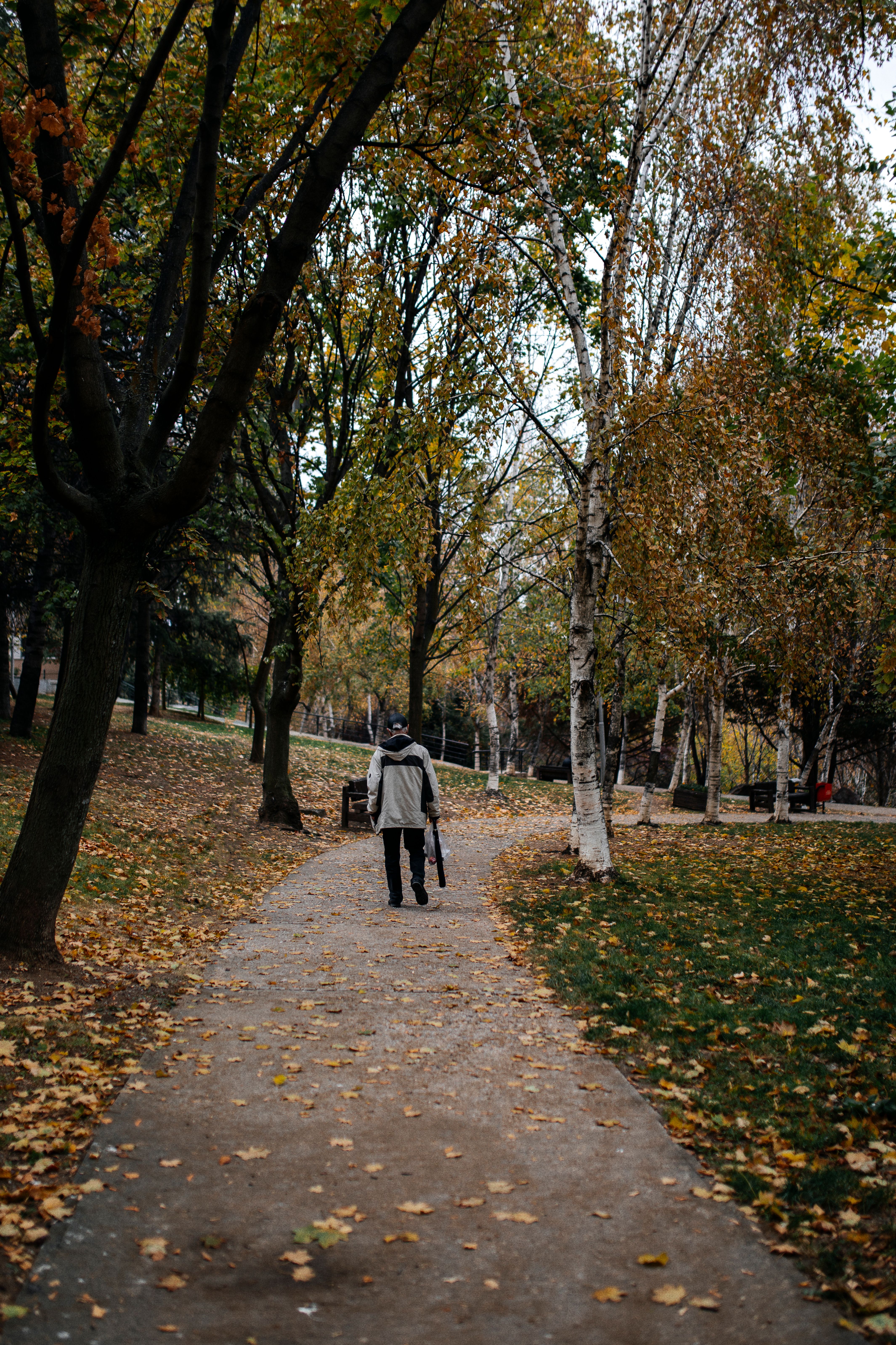 Back View of a Person Walking in an Autumnal Park · Free Stock Photo