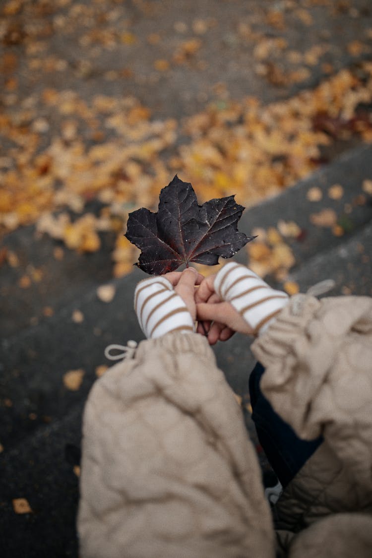 Hands Holding Black Leaf In Autumn