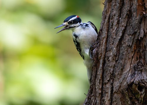 Hairy Woodpecker on Tree