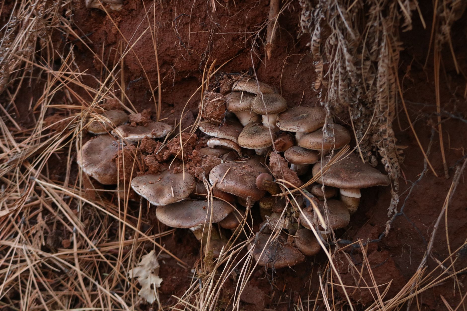Troubleshooting Common Living Soil Mistakes