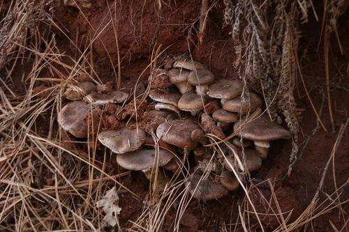 Free Close-up of wild mushrooms growing naturally among dry foliage. Stock Photo