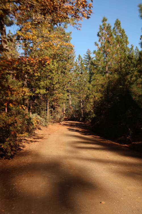 Foto d'estoc gratuïta de arbres, bosc, camí de carro