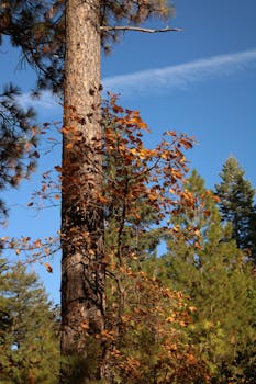 Tall pine trees in a vibrant autumn forest under a clear blue sky.