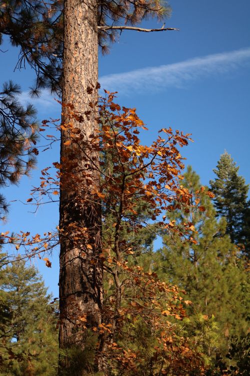 Free Tall pine trees in a vibrant autumn forest under a clear blue sky. Stock Photo