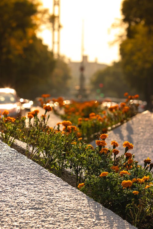 Free stock photo of calido, castle, cdmx