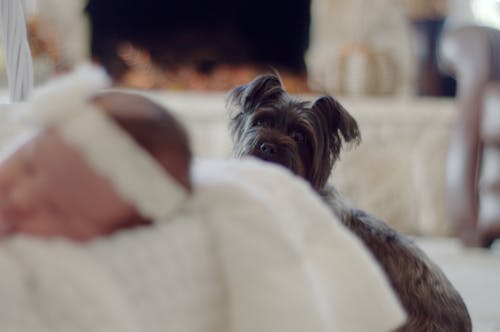 灰色のケアーンテリアの子犬の選択的な焦点の写真