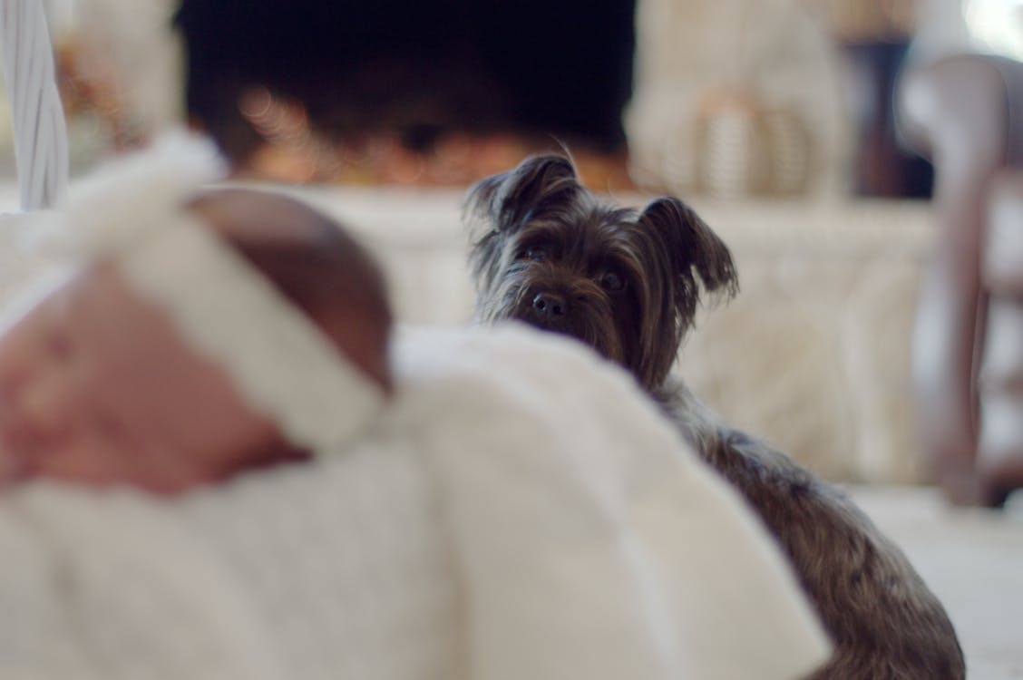 Fotografía De Enfoque Selectivo De Cachorro De Terrier De Cairn Gris