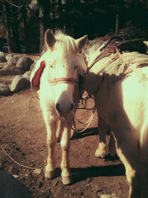 Saddled White Ponies in the Forest