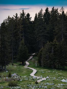 A tranquil pathway winds through a dense forest, creating a serene nature scene.