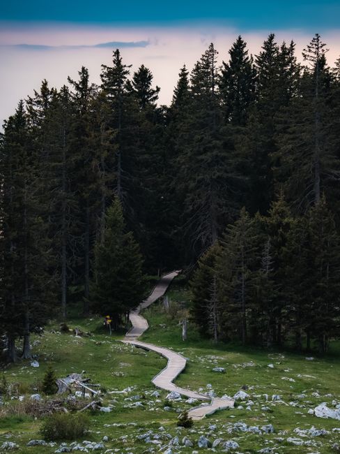 A tranquil pathway winds through a dense forest, creating a serene nature scene.