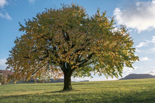 Free A single tree stands majestically in an expansive green grassland under a clear blue sky. Stock Photo