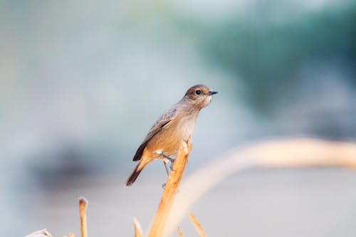 Základová fotografie zdarma na téma detail, fotografie divoké přírody, fotografování zvířat