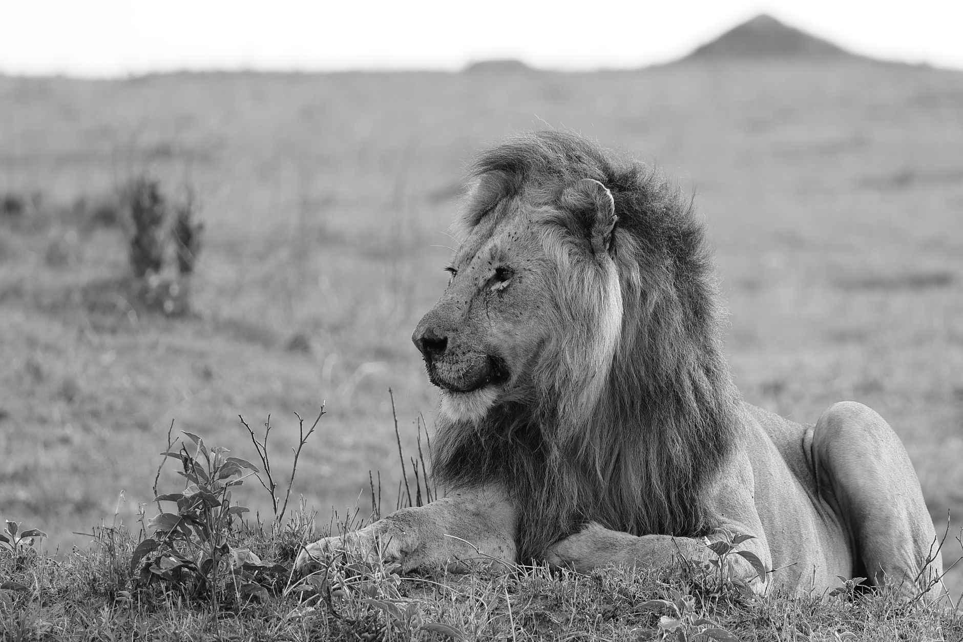 A black and white image of a lion resting in the African savannah, capturing wildlife essence.
