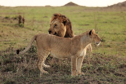 Ingyenes stockfotó állatfotók, fényképek a vadvilágról, nőstény oroszlán témában