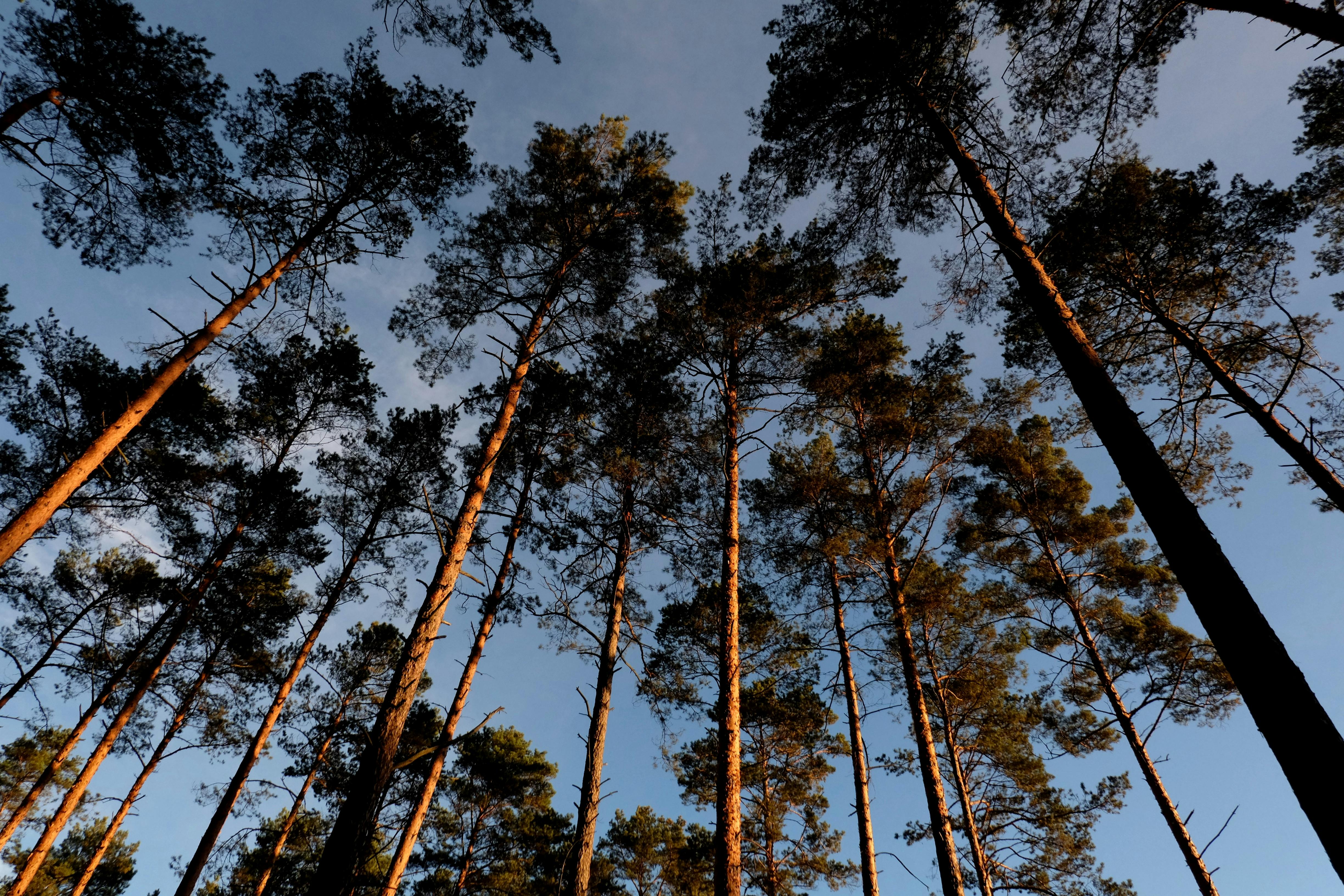 Latham Advises on Financing for BayPine’s Acquisition of Relation Insurance Services — Photo by Roman Biernacki on Pexels