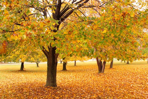 Fotos de stock gratuitas de arboles, árboles de otoño, arboles grandes