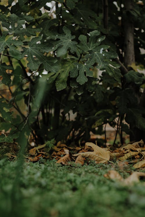 간, 나뭇잎, 녹색의 무료 스톡 사진