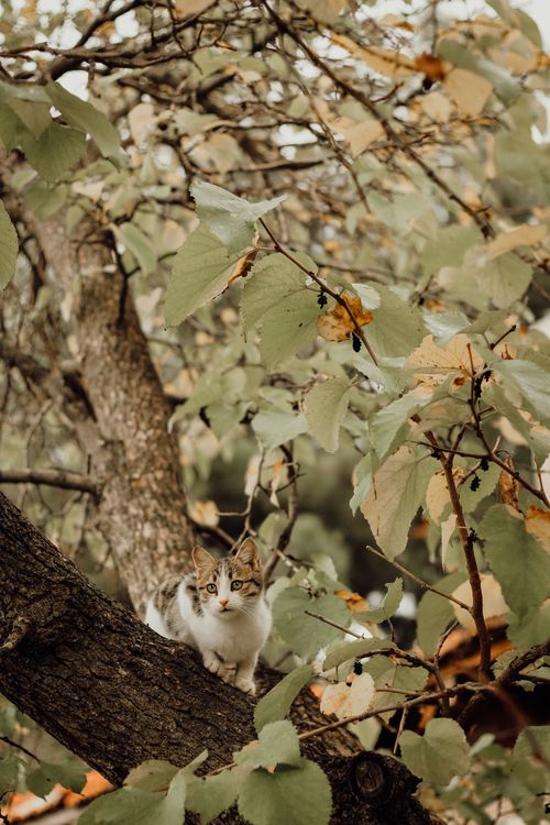 Free A small cat perched on a tree branch amidst lush autumn leaves. Perfect for nature and pet enthusiasts. Stock Photo