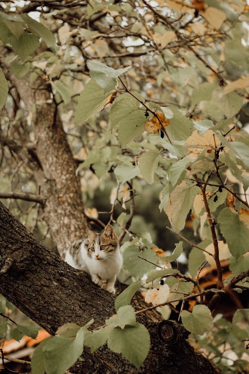 Cat on Tree