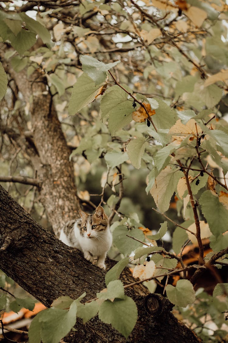 Cat On Tree