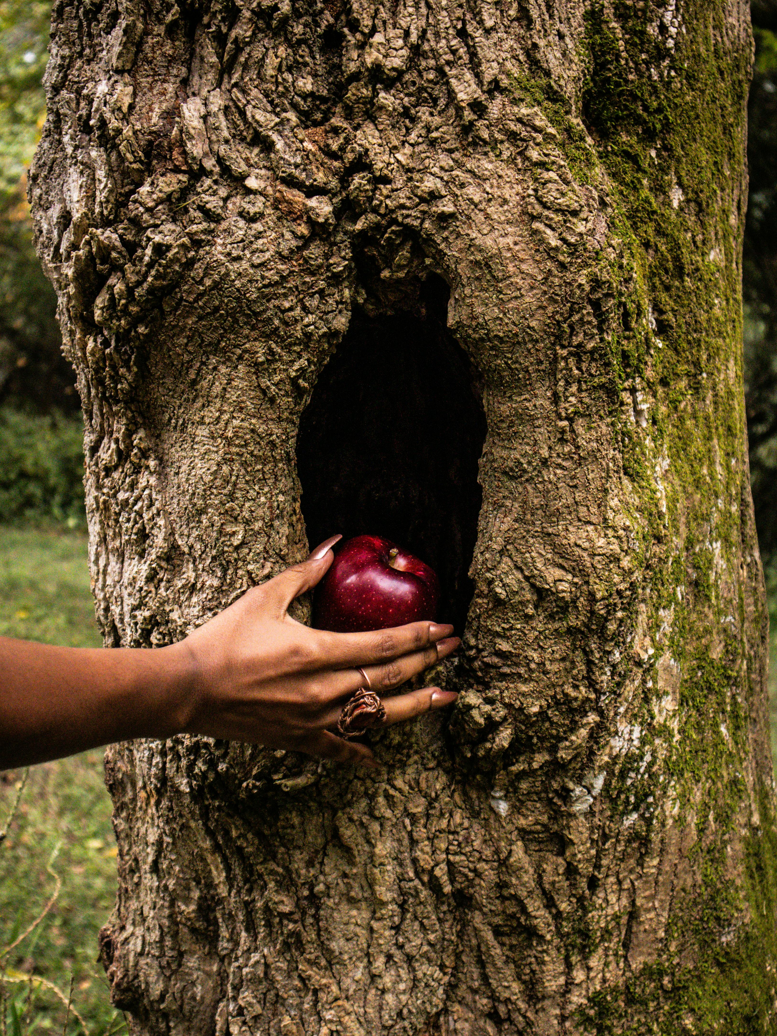 woman grabbing a red apple from a tree