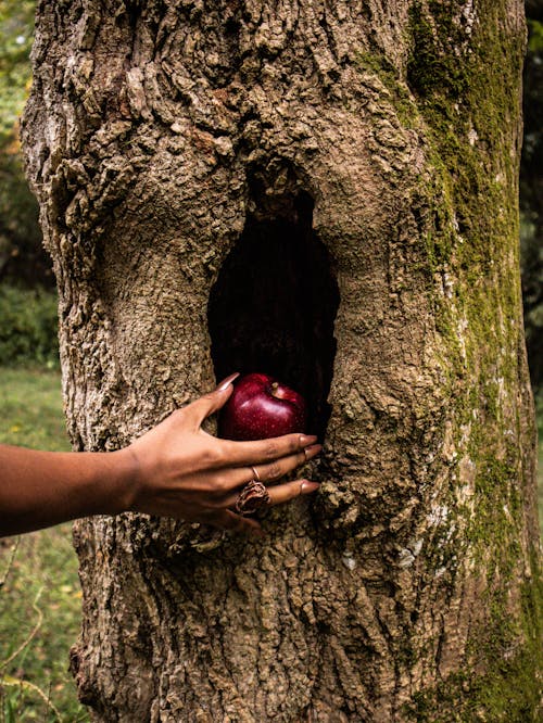 woman grabbing a red apple from a tree