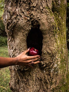 A person's hand reaching into a tree hollow to grab a red apple, symbolizing nature and mystery.