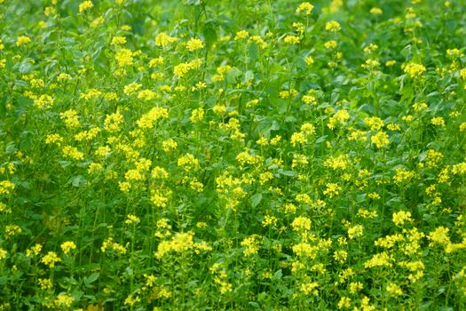 Lush meadow filled with vibrant yellow wildflowers, capturing the essence of springtime nature.