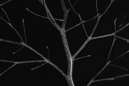 Free stock photo of branch
