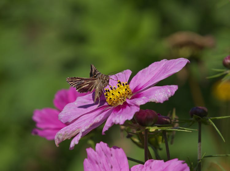 Butterfly On A Pink Flower 