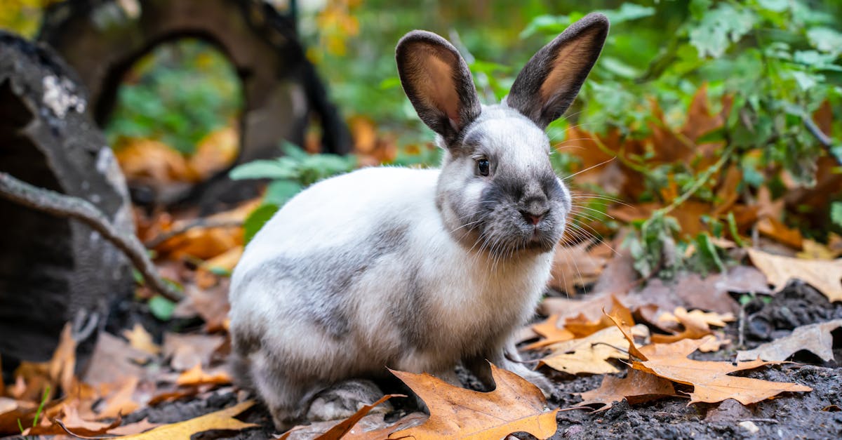 White Rabbit in a Forest · Free Stock Photo