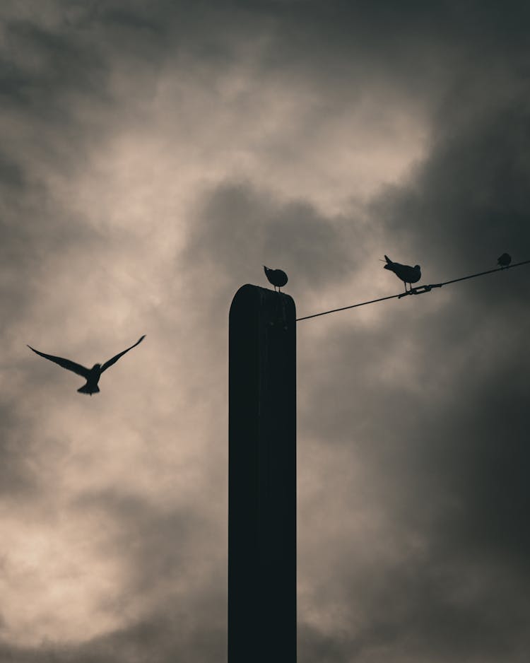 Birds On And Around Post Under Clouds