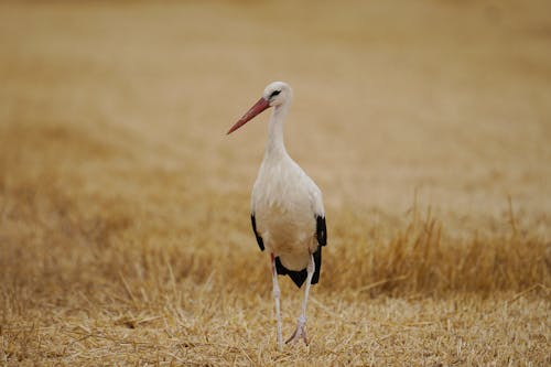 Stork Hunting in the Field