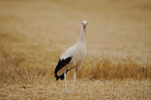 White Stork in Field