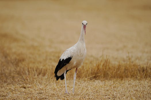 A white stork stands gracefully in a golden field, showcasing its natural beauty in Arad, Romania.