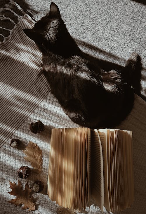 Black Cat Lying by Book, Autumn Leaves and Chestnuts