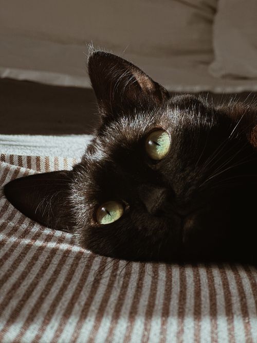 Free A serene black cat lies on a striped surface, basking in warm lighting. Stock Photo