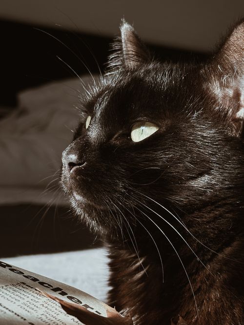 Free A warm, cozy portrait of a black cat basking in the sunlight. Ideal for pet and animal photography enthusiasts. Stock Photo