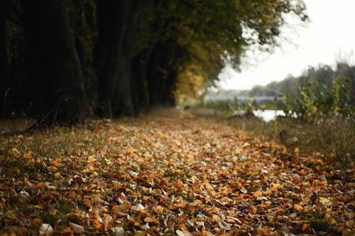 Free A serene path covered in fallen autumn leaves under a canopy of lush trees. Stock Photo