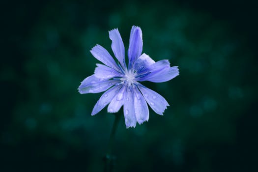 Close-up of a delicate purple flower with rain droplets on petals, set against a dark moody background.