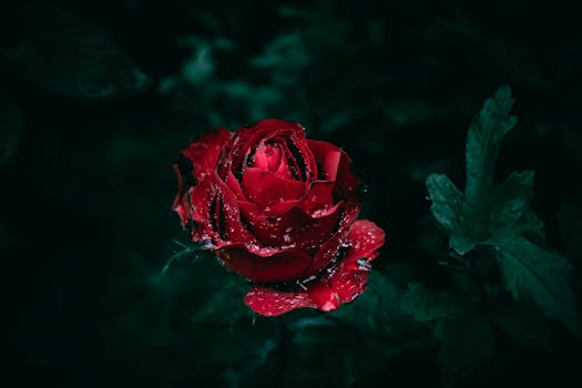 Striking close-up of a red rose with water droplets against a dark background, highlighting elegance and romance.